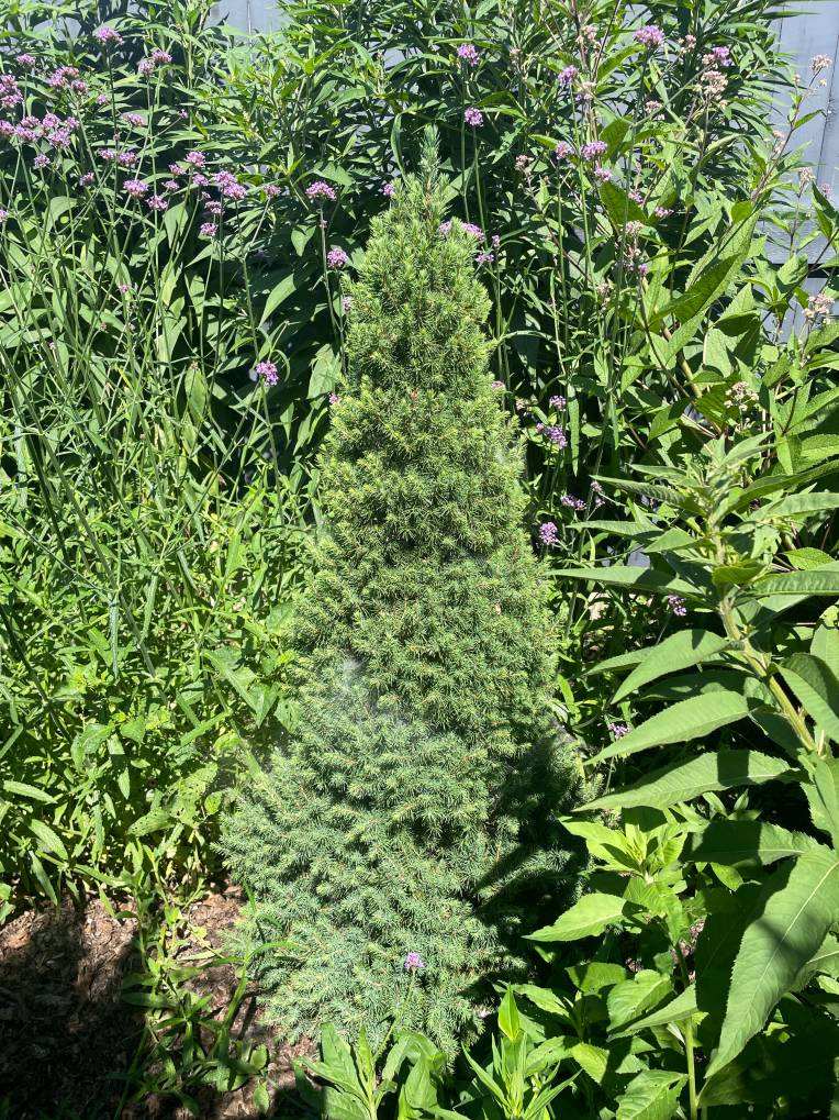 Plant name: Conica Dwarf Alberta Spruce Picea glauca 